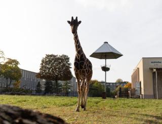 Партнер проекта — Калининградский зоопарк!